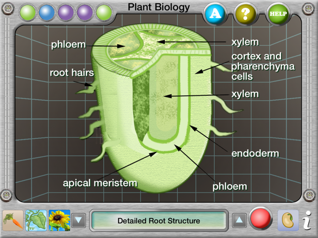 Interactive Plant Biology Explorer(圖2)-速報App