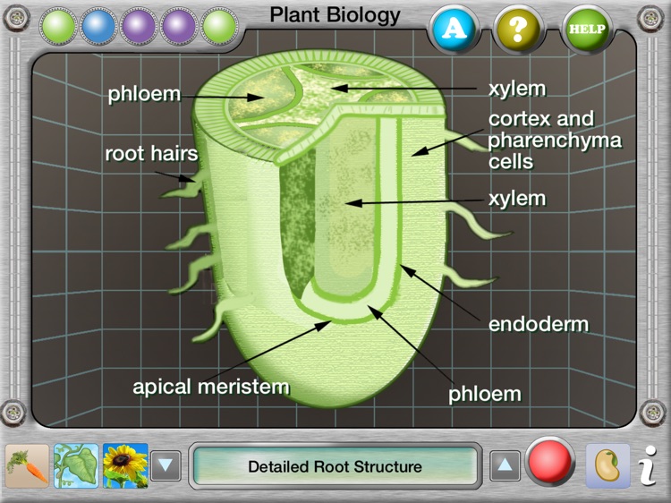 Interactive Plant Biology Explorer
