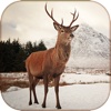 Deer Calls & Sounds lite - Hunter Calls