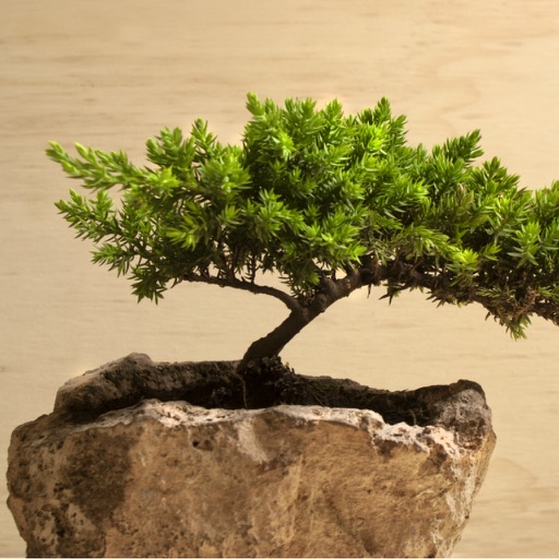 Bonsai for Beginners - How to Start a Bonsai Tree icon