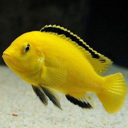 Cichlid