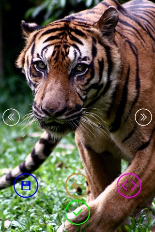 Amazing Wild Animals screenshot 2