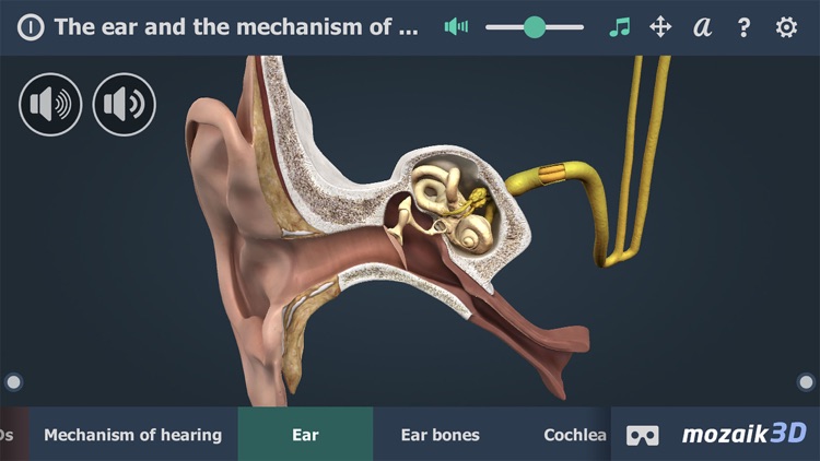 The mechanism of hearing 3D