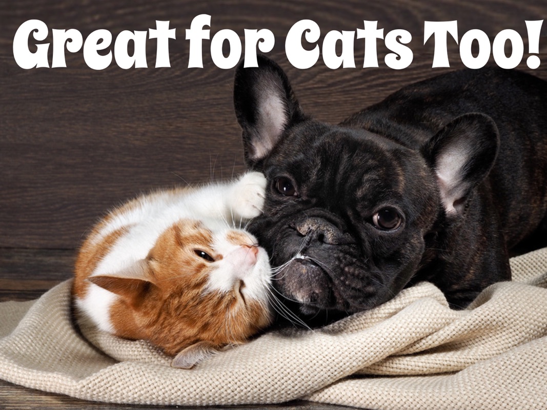 soothing songs for dogs