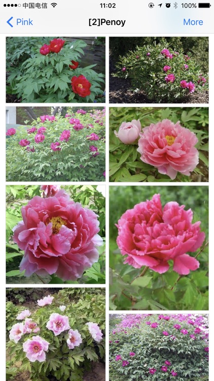 Flowering Plants screenshot-4
