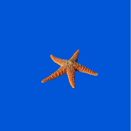 Starfish Sticker Pack