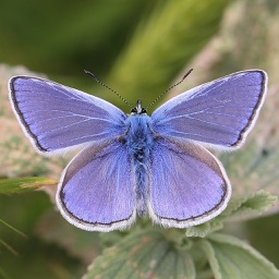 Butterflies