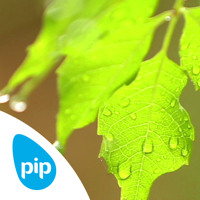 Pip Clarity