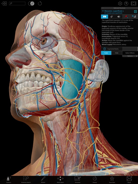 Human Anatomy Atlas 2019 - App voor iPhone, iPad en iPod ...