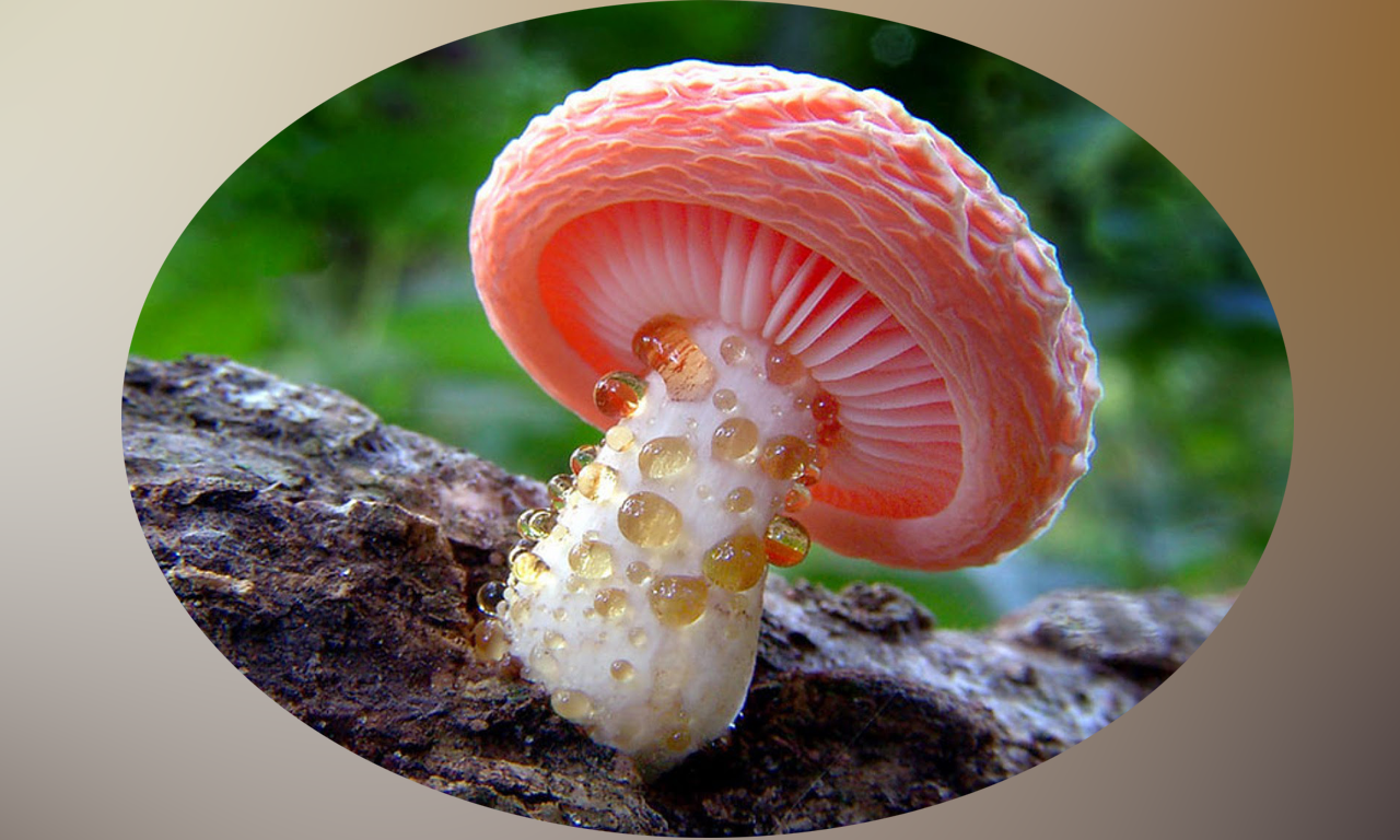 Mushrooms Pro