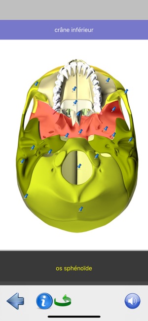 Anatomie Visuel(圖7)-速報App