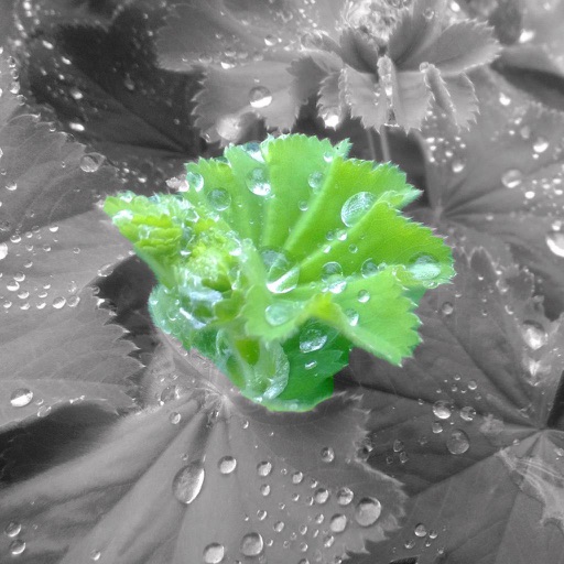 Color Part Effect Color Part Effect