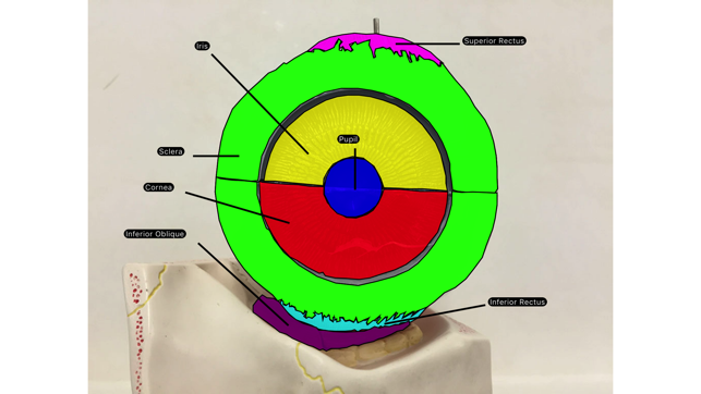 Anatomy Uncovered(圖4)-速報App