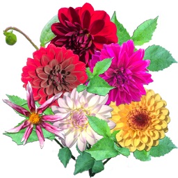 Dahlia Stickers icono