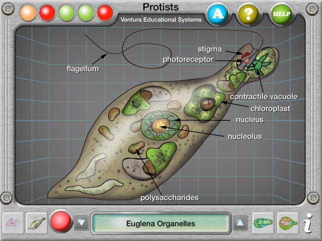 Interactive Protist Explorer(圖3)-速報App