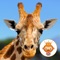 A classic puzzles game with professional wild animals images