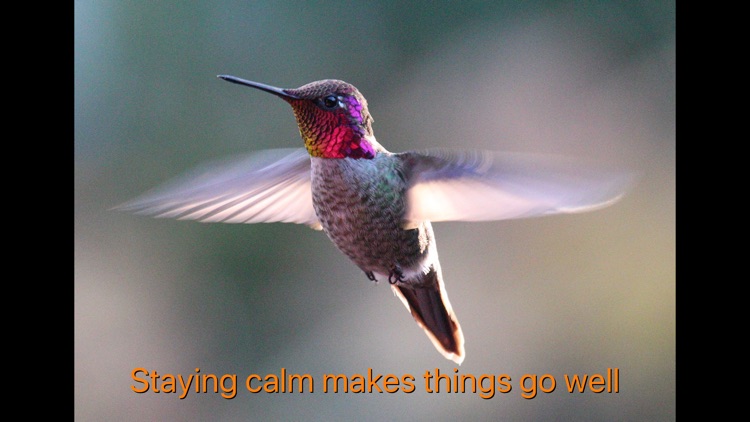 Hummingbird Moments