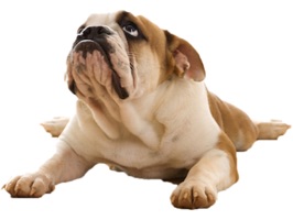 Fun Dogs Stickers is the perfect stickers pack for dog lovers