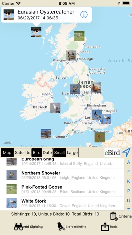Big Year Birding GB