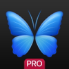 no app image
