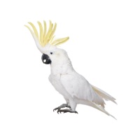 Fun Animals Stickers