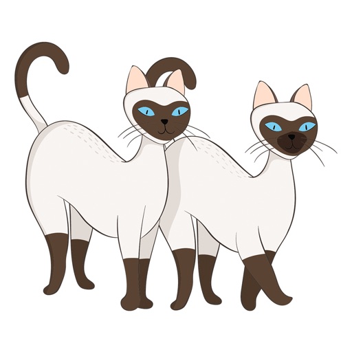 Siamese Cat