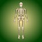 This app is an educational tool that acts as both a reference and a self-assessment tool for skeletal bones and joint movements