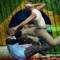 Capoeira Fighting 3D Shaolin