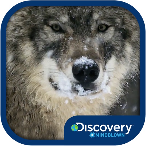 Discovery #MindBlown: Wolves