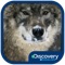 They may have a bad reputation, but wolves are one of the most important and essential animals in our ecosystem
