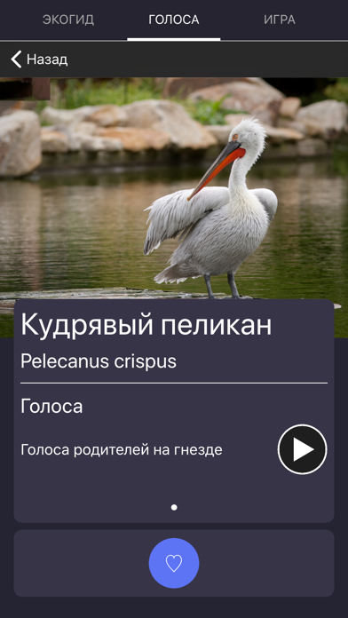 Экогид - Голоса птиц Screenshot 4