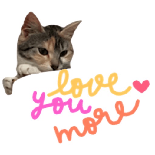 Chat With Cute Cat Sticker