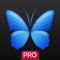 Millions of happy users all over the world, use Everpix daily