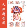 人体解剖图 - 全彩高清医学专业典籍
