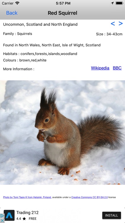 Mammals Of Britain
