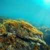 Bunurong Marine National Park Field Guide