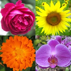 Activities of Flowers Quiz: Beautiful Plants