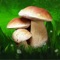 Do you love the mushroom soup