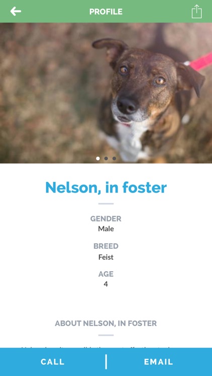 Arlington Pets