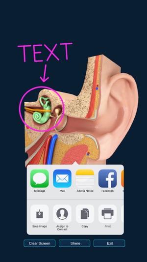 My Ear Anatomy(圖5)-速報App