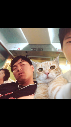 Selfie Cat Camera(圖5)-速報App