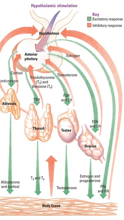 Anatomy & Physiology Made Easy