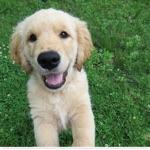 Puppy Sticker Pack