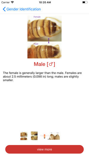 Drosophila