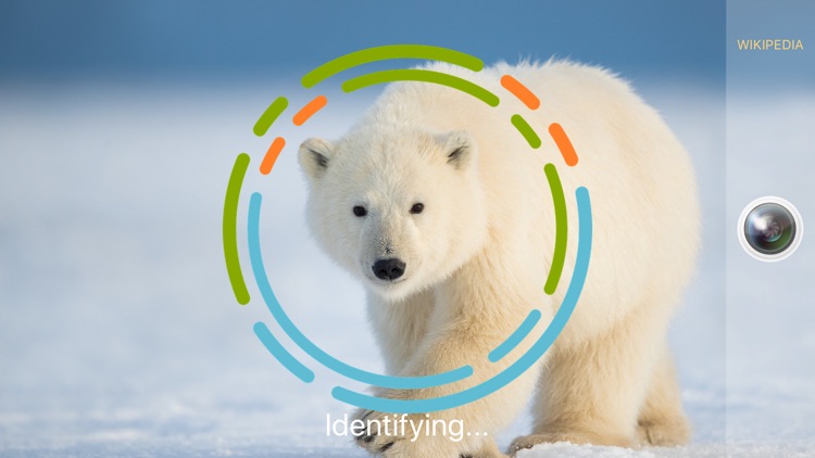 AnimalSnap - Animal Identifier