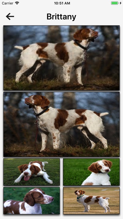 Dog Breeds HD Wallpapers screenshot-3