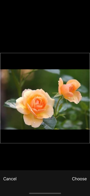 PlantPic-Flower,Plant Identify(圖5)-速報App