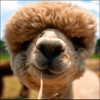 Alpaca World