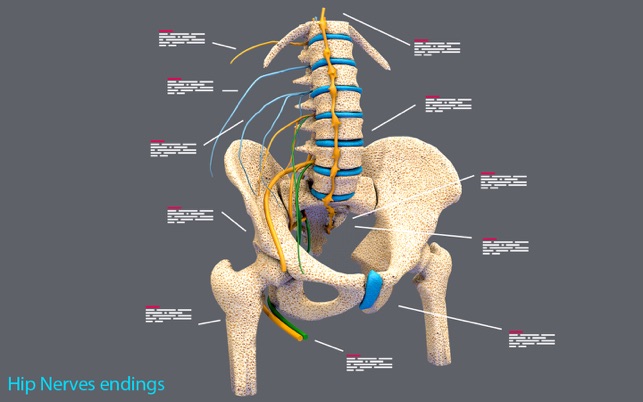 Hip Nerves Ending