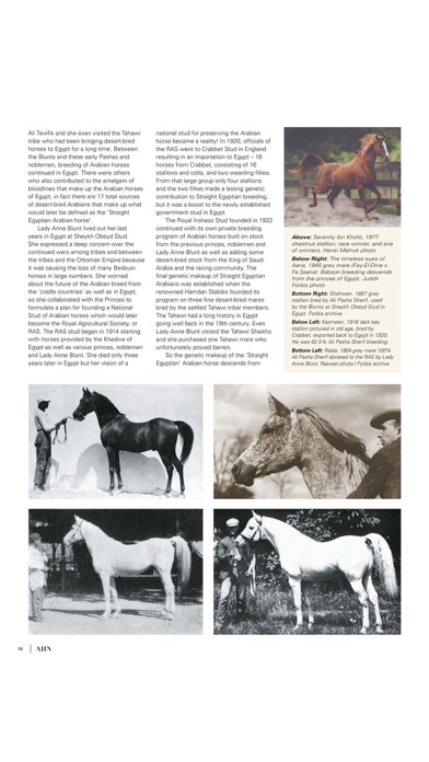 Australian Arabian Ho... screenshot1